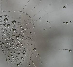تارهای عنکبوت پس از باران