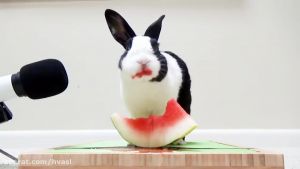 ویدیو  از هندوانه خوردن خرگوش بامزه