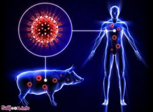 همه چیز در مورد آنفولانزا خوکی